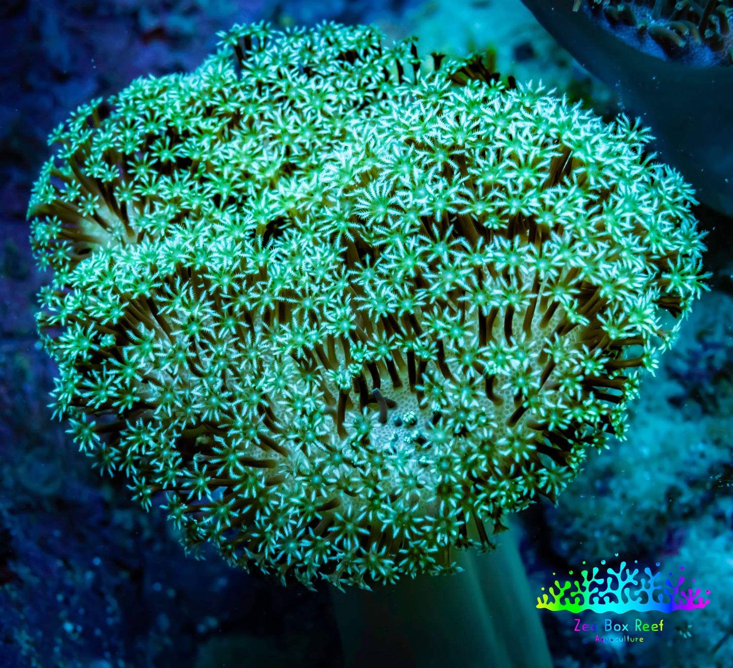 Leather Coral- Toadstool 10cm WYSIWYG B1C Leather Coral- Toadstool 10cm WYSIWYG B1C Soft Coral Leather Coral- Toadstool 10cm WYSIWYG B1C Zeo Box Reef
