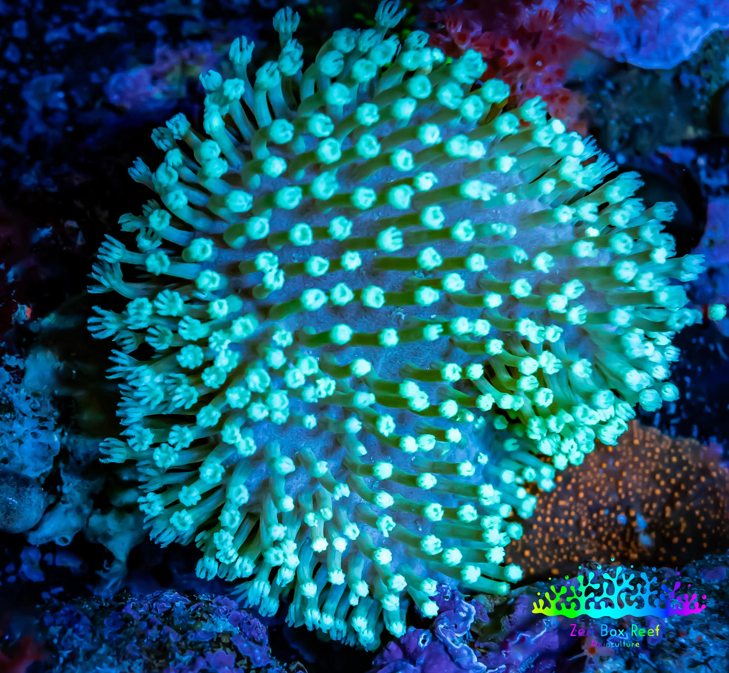 Leather Coral- Toadstool 4cm WYSIWYG F3R1B2 Leather Coral- Toadstool 4cm WYSIWYG F3R1B2 Soft Coral Leather Coral- Toadstool 4cm WYSIWYG F3R1B2 Zeo Box Reef