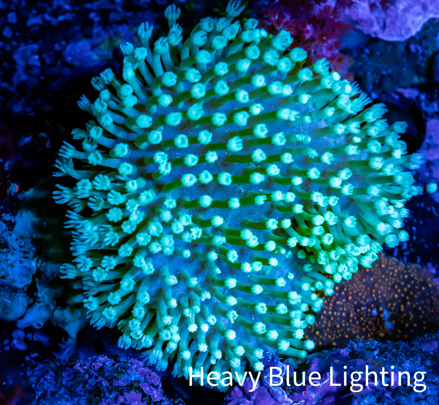 Leather Coral- Toadstool 4cm WYSIWYG F3R1B2 Leather Coral- Toadstool 4cm WYSIWYG F3R1B2 Soft Coral Leather Coral- Toadstool 4cm WYSIWYG F3R1B2 Zeo Box Reef