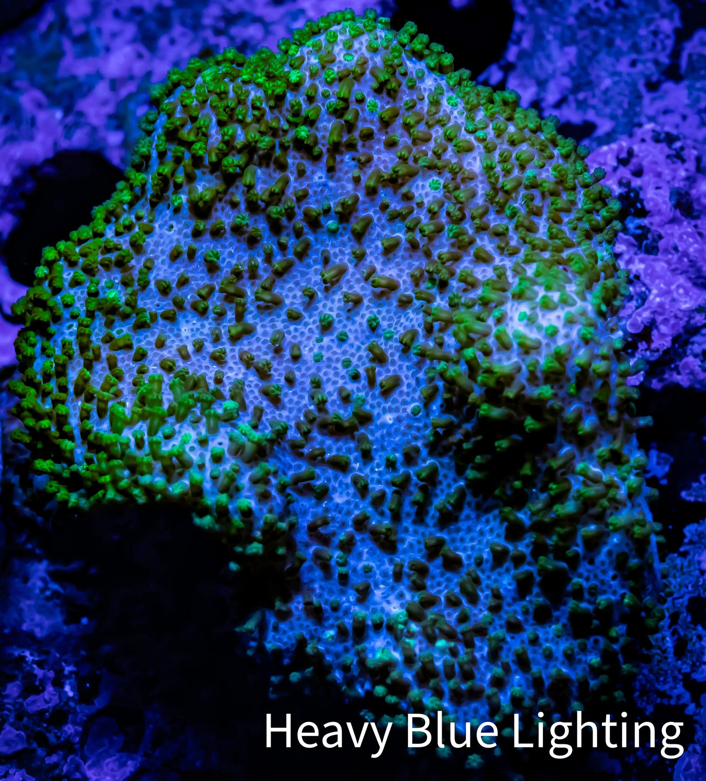 Leather Coral- Toadstool 5cm WYSIWYG R2G5B2 Leather Coral- Toadstool 5cm WYSIWYG R2G5B2 Soft Coral Leather Coral- Toadstool 5cm WYSIWYG R2G5B2 Zeo Box Reef