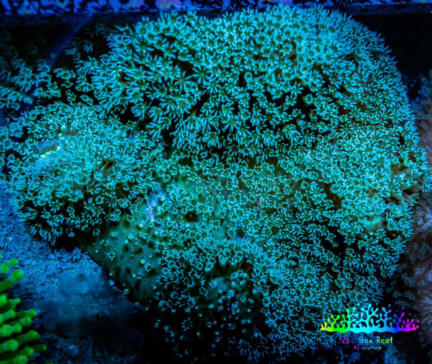 Leather Coral- Toadstool 7cm WYSIWYG C3R1B2 Leather Coral- Toadstool 7cm WYSIWYG C3R1B2 Soft Coral Leather Coral- Toadstool 7cm WYSIWYG C3R1B2 Zeo Box Reef