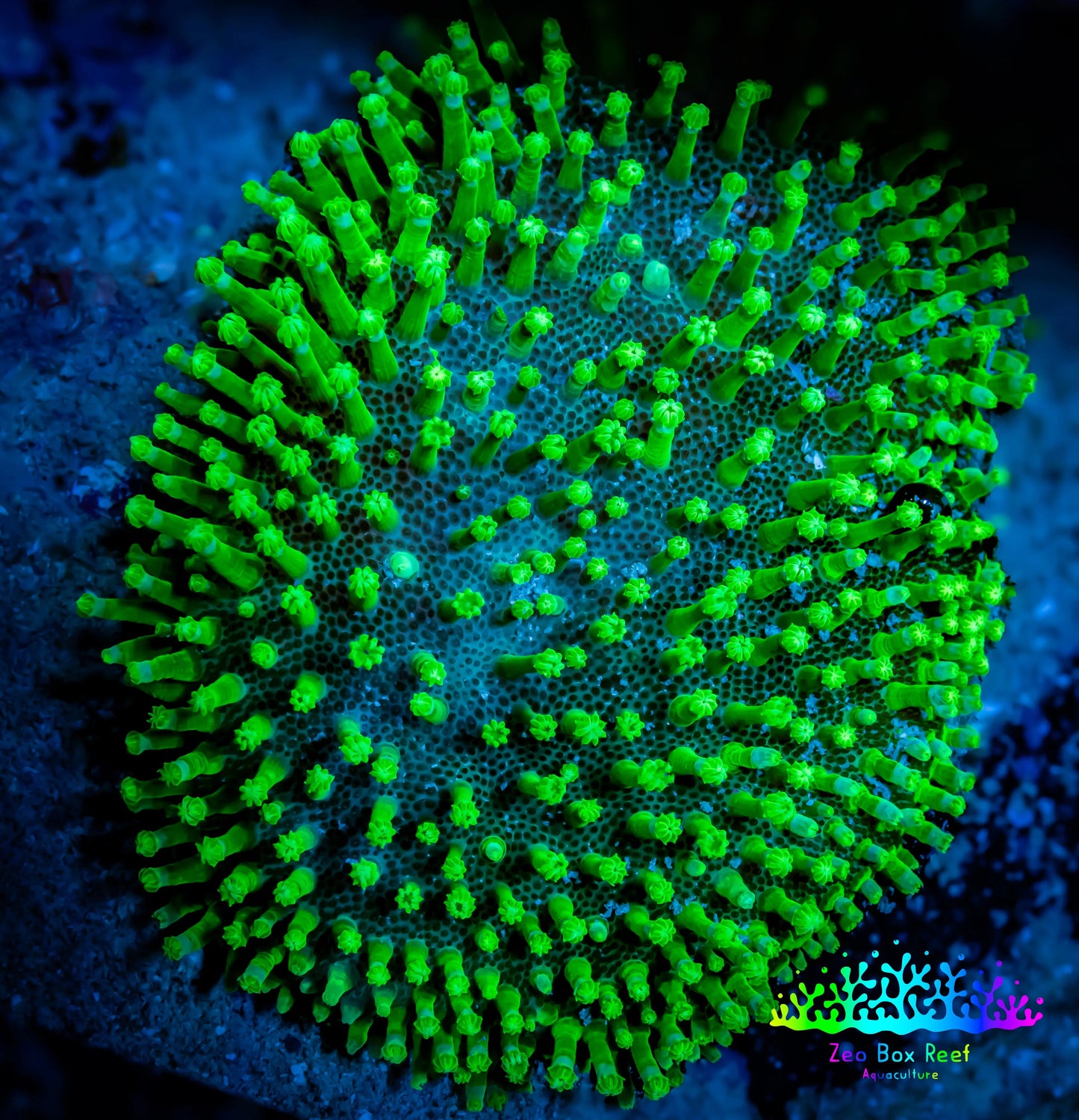 Leather Coral- Toadstool 8cm WYSIWYG B2C Leather Coral- Toadstool 8cm WYSIWYG B2C Soft Coral Leather Coral- Toadstool 8cm WYSIWYG B2C Zeo Box Reef