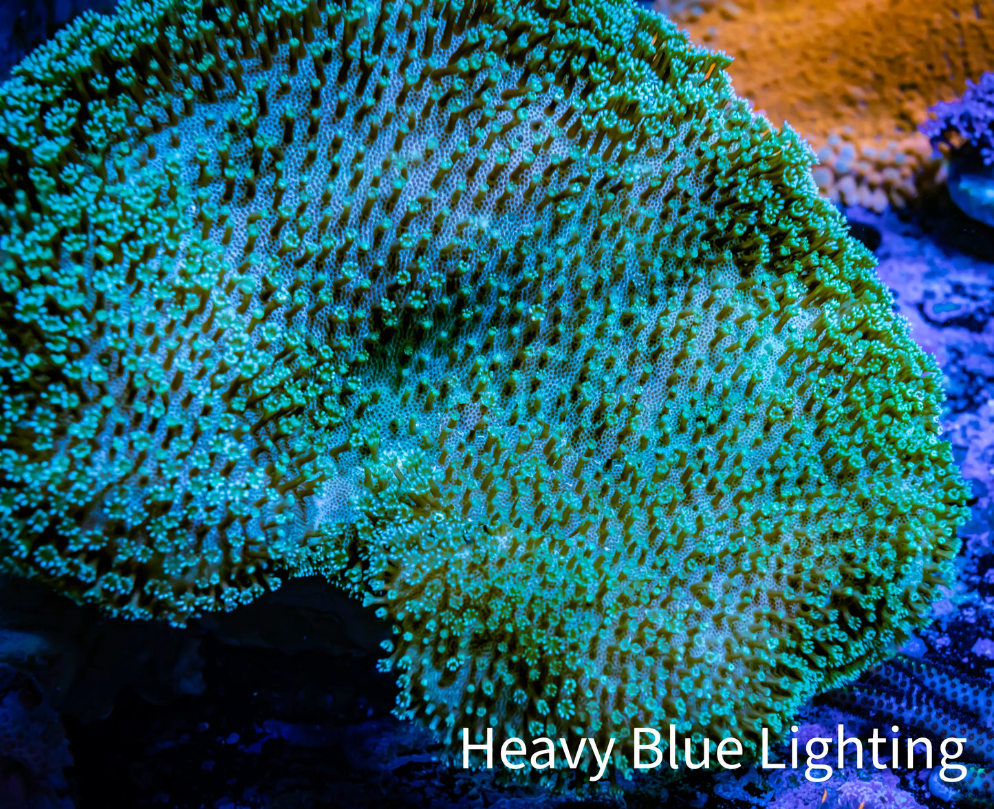 Leather Coral- Toadstool 8cm WYSIWYG R1B2 Leather Coral- Toadstool 8cm WYSIWYG R1B2 Soft Coral Leather Coral- Toadstool 8cm WYSIWYG R1B2 Zeo Box Reef