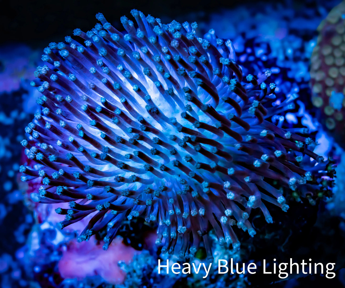 Leather Coral- Toadstool 8cm WYSIWYG Leather Coral- Toadstool 8cm WYSIWYG Soft Coral Leather Coral- Toadstool 8cm WYSIWYG Zeo Box Reef