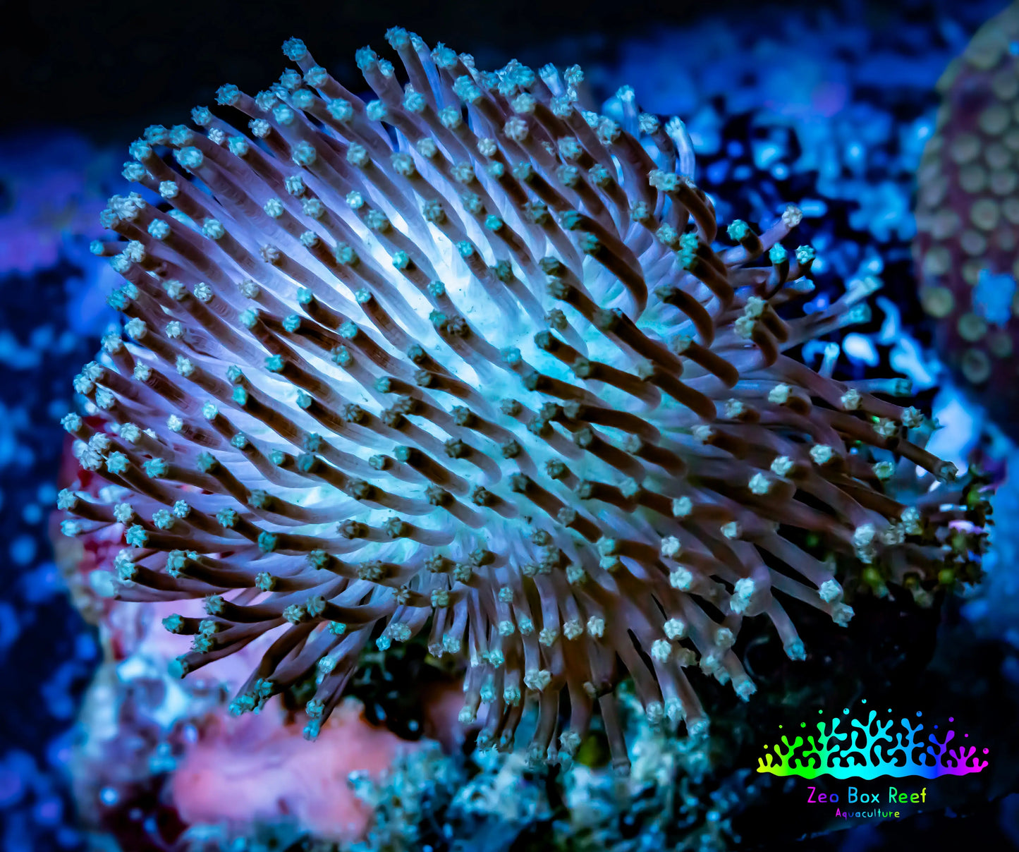 Leather Coral- Toadstool 8cm WYSIWYG Leather Coral- Toadstool 8cm WYSIWYG Soft Coral Leather Coral- Toadstool 8cm WYSIWYG Zeo Box Reef