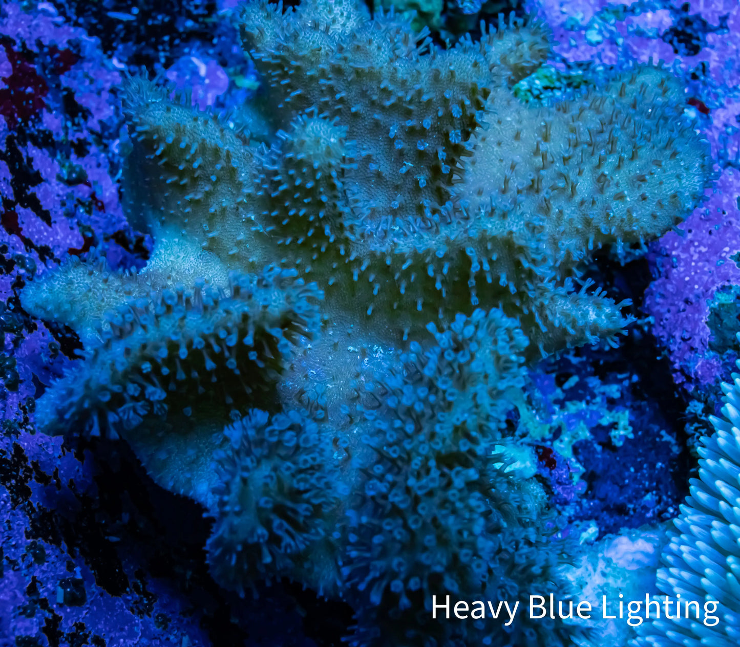 Leather Coral- Toadstool 8cm Leather Coral- Toadstool 8cm Soft Coral Leather Coral- Toadstool 8cm Zeo Box Reef