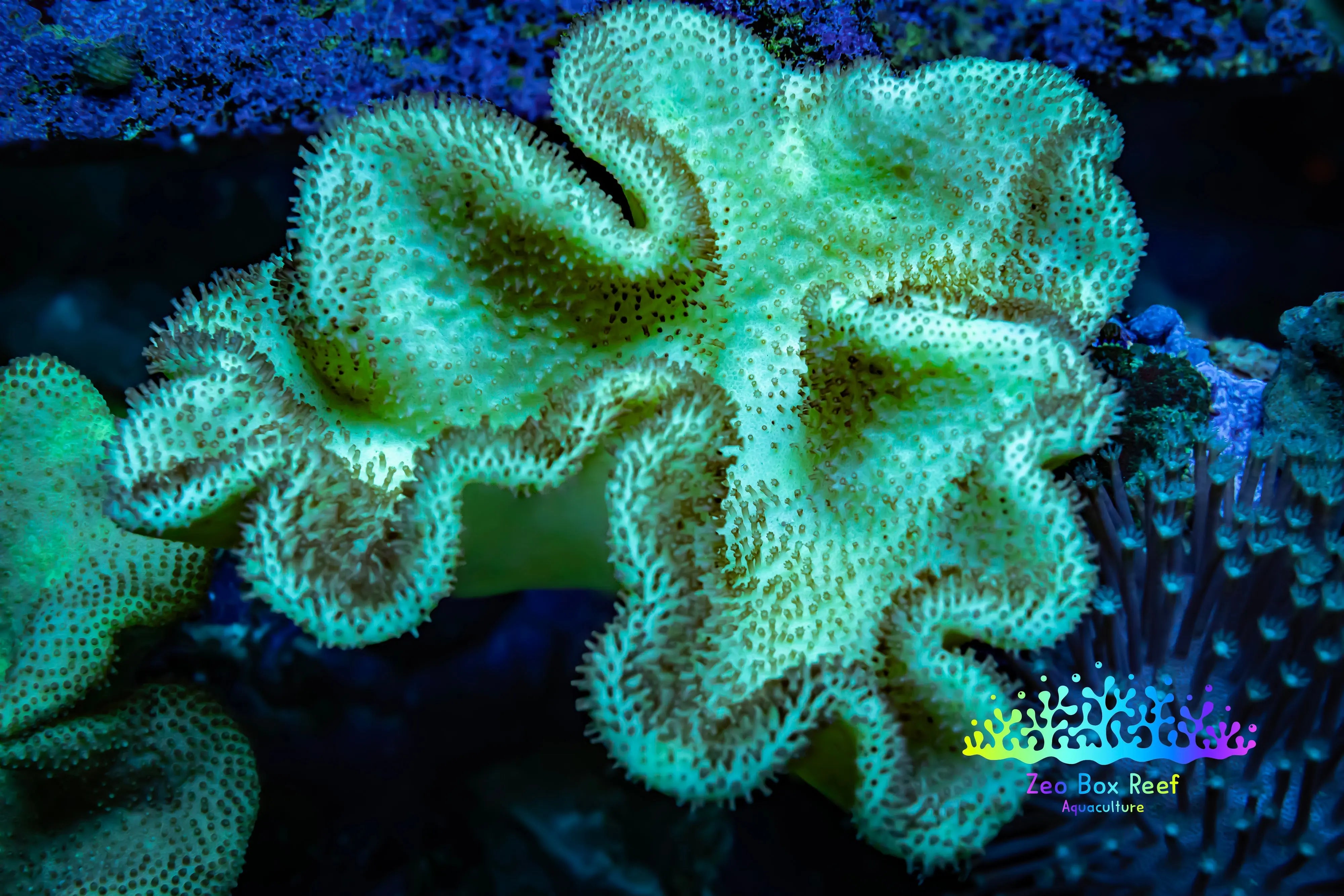 Buy Green Polyp Leather Coral Australia Zeo Box Reef Aquaculture buy-green-polyp-leather-coral-australia-zeo-box-reef-aquaculture