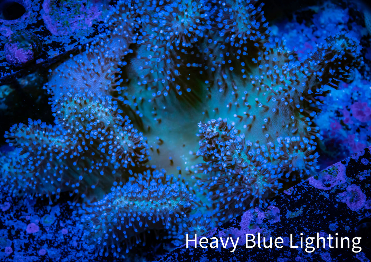 Leather Coral- Toadstool Leather 12cm (large) WYSIWYG FB2 Leather Coral- Toadstool Leather 12cm (large) WYSIWYG FB2 Soft Coral Leather Coral- Toadstool Leather 12cm (large) WYSIWYG FB2 Zeo Box Reef