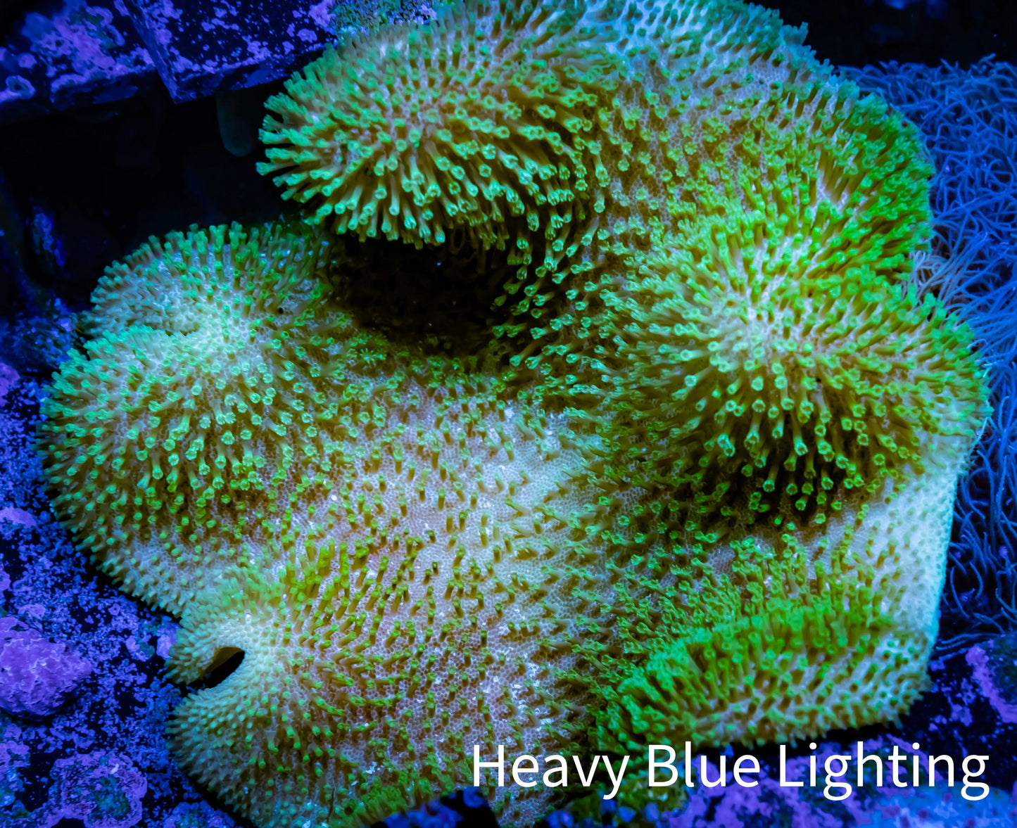 Leather Coral- Toadstool Leather 9cm WYSIWYG B2 Leather Coral- Toadstool Leather 9cm WYSIWYG B2 Soft Coral Leather Coral- Toadstool Leather 9cm WYSIWYG B2 Zeo Box Reef