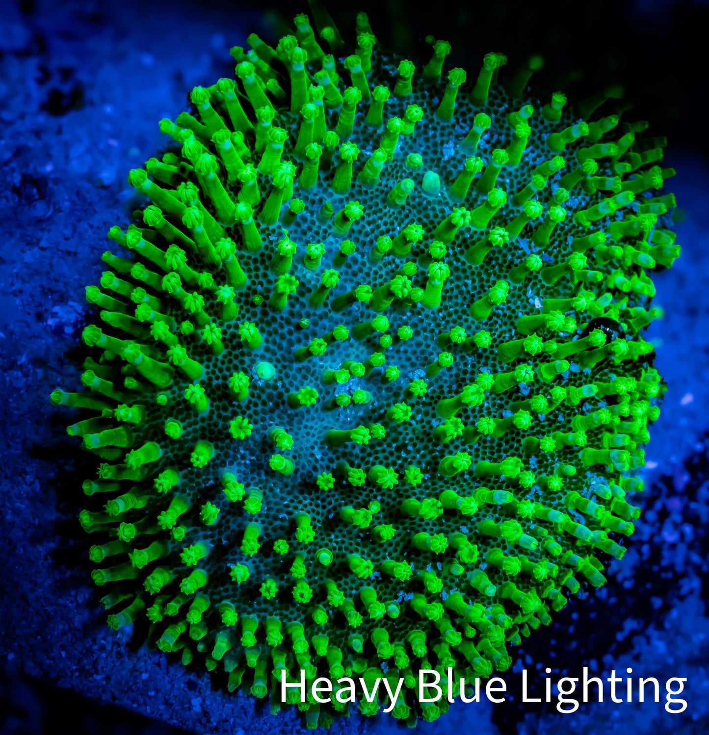 Leather Coral- Toxic Green Leather 8cm WYSIWYG B2C Leather Coral- Toxic Green Leather 8cm WYSIWYG B2C Soft Coral Leather Coral- Toxic Green Leather 8cm WYSIWYG B2C Zeo Box Reef