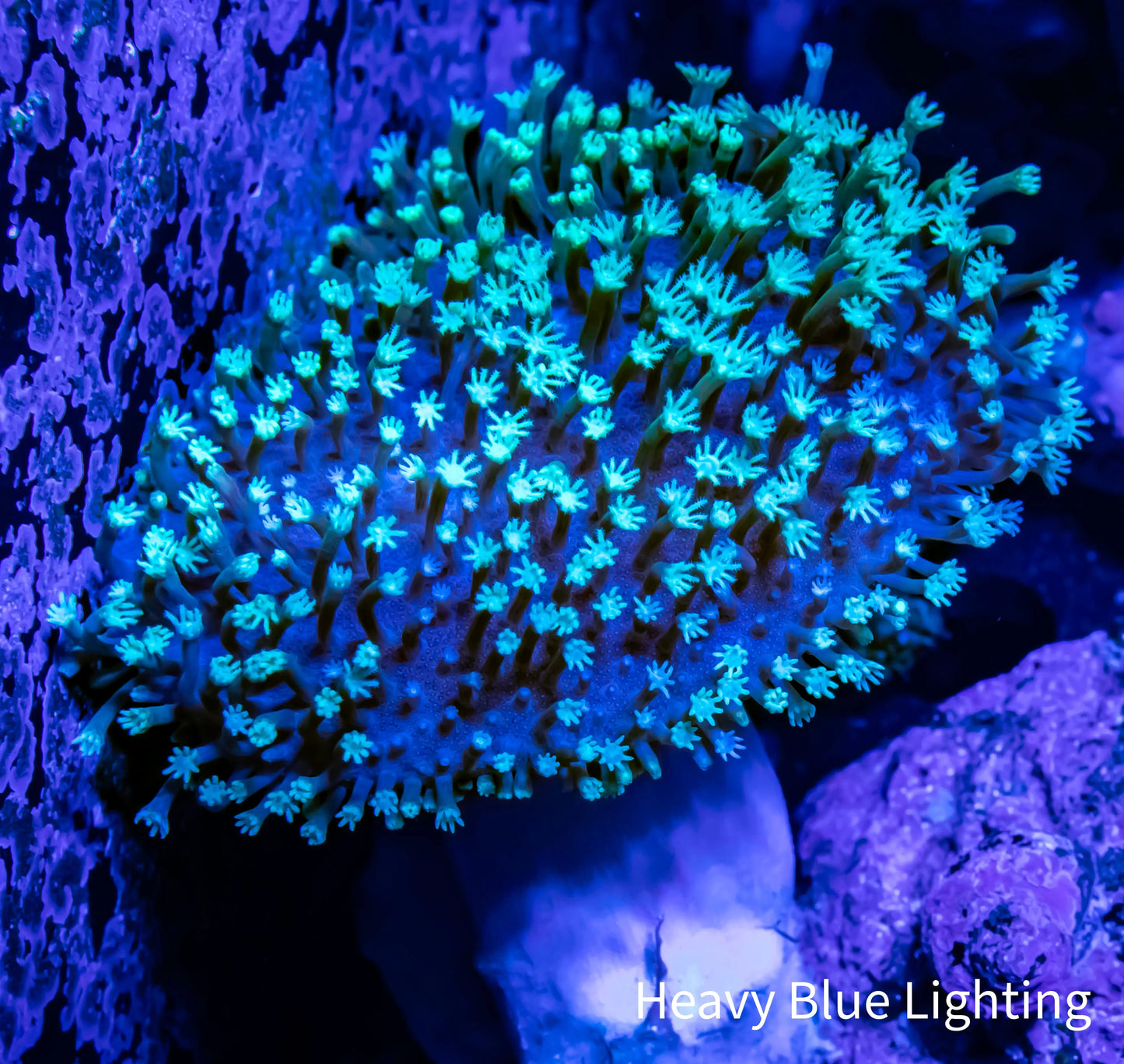 Leather Coral- Toxic Green Polyp Toadstool 6cm Leather Coral- Toxic Green Polyp Toadstool 6cm Soft Coral Leather Coral- Toxic Green Polyp Toadstool 6cm Zeo Box Reef