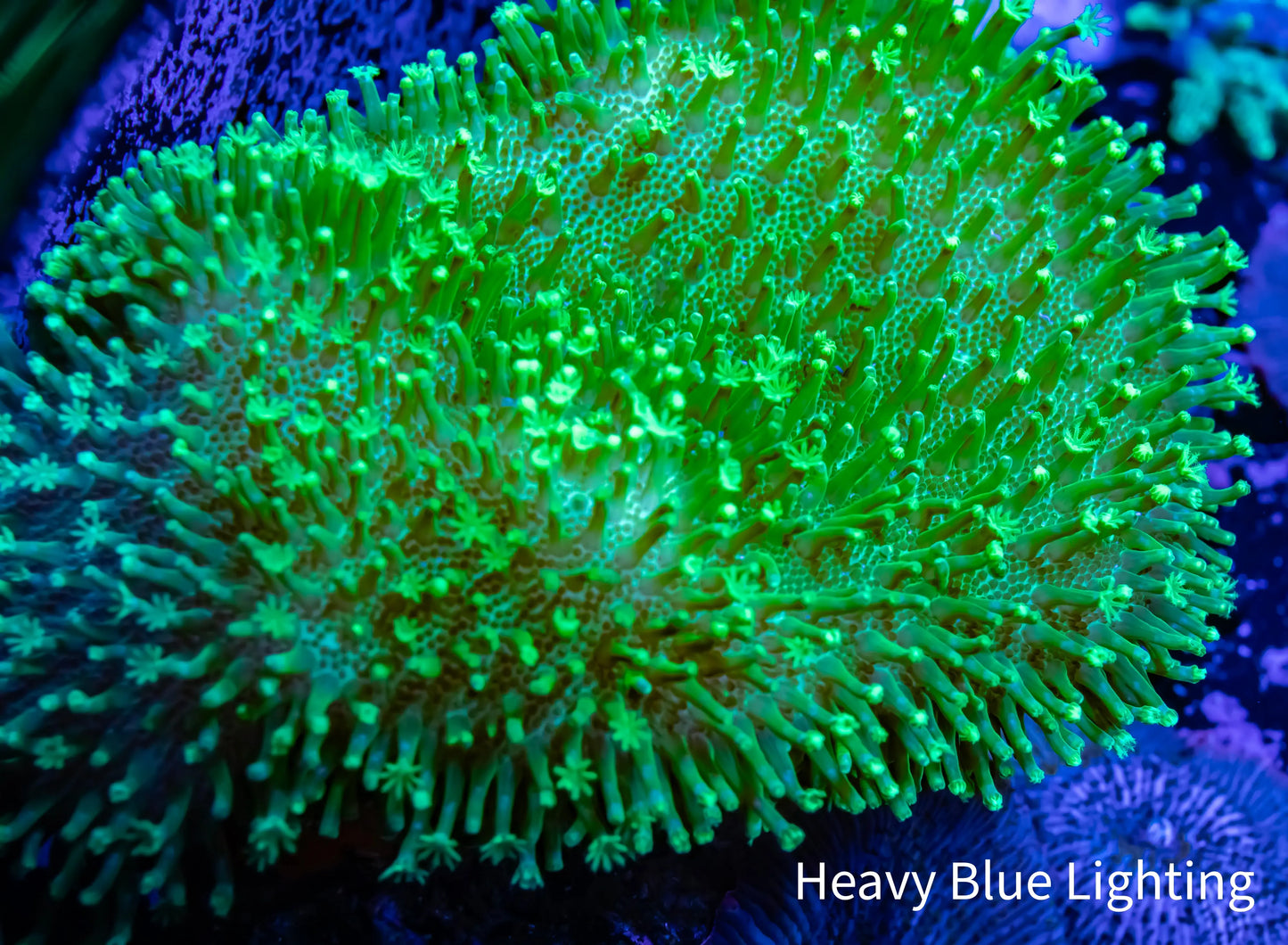 Leather Coral- Toxic Green Polyp Toadstool 9cm WYSIWYG Leather Coral- Toxic Green Polyp Toadstool 9cm WYSIWYG Soft Coral Leather Coral- Toxic Green Polyp Toadstool 9cm WYSIWYG Zeo Box Reef
