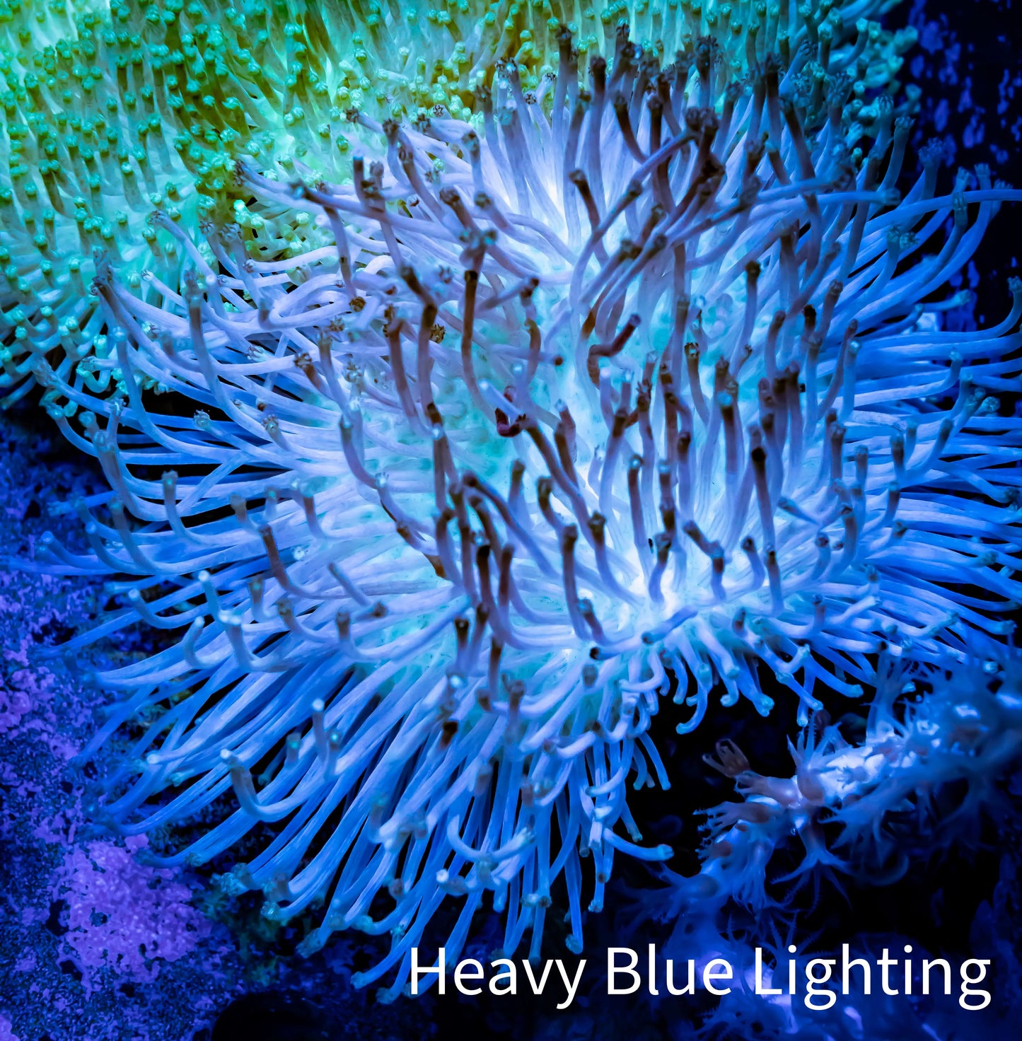 Leather Coral- Ultra Long Polyp Toadstool 7cm WYSIWYG Leather Coral- Ultra Long Polyp Toadstool 7cm WYSIWYG Soft Coral Leather Coral- Ultra Long Polyp Toadstool 7cm WYSIWYG Zeo Box Reef