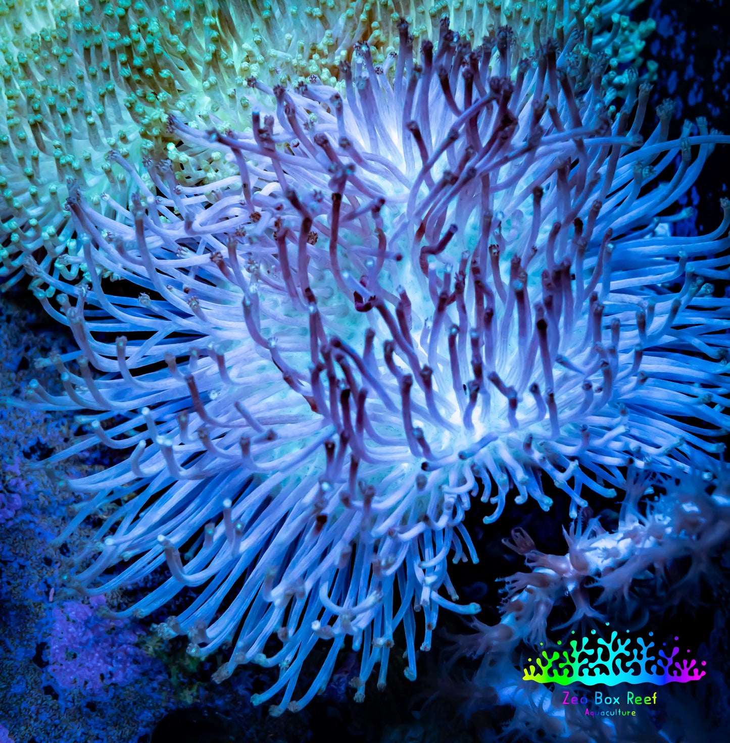 Leather Coral- Ultra Long Polyp Toadstool 7cm WYSIWYG Leather Coral- Ultra Long Polyp Toadstool 7cm WYSIWYG Soft Coral Leather Coral- Ultra Long Polyp Toadstool 7cm WYSIWYG Zeo Box Reef