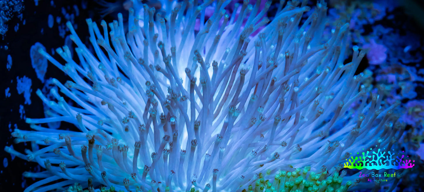 Leather Coral- Ultra Long Polyp Toadstool 7cm WYSIWYG Leather Coral- Ultra Long Polyp Toadstool 7cm WYSIWYG Soft Coral Leather Coral- Ultra Long Polyp Toadstool 7cm WYSIWYG Zeo Box Reef