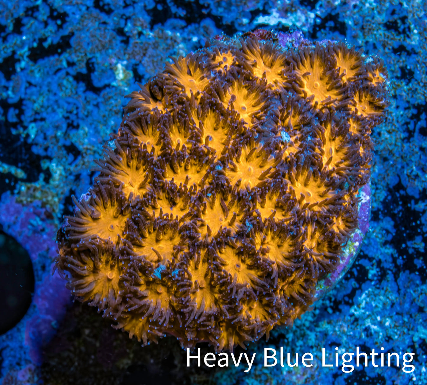 Leptastrea Coral - Frag- HellFire👹 Lepto Leptastrea Coral - Frag- HellFire👹 Lepto Home & Garden Leptastrea Coral - Frag- HellFire👹 Lepto Zeo Box Reef