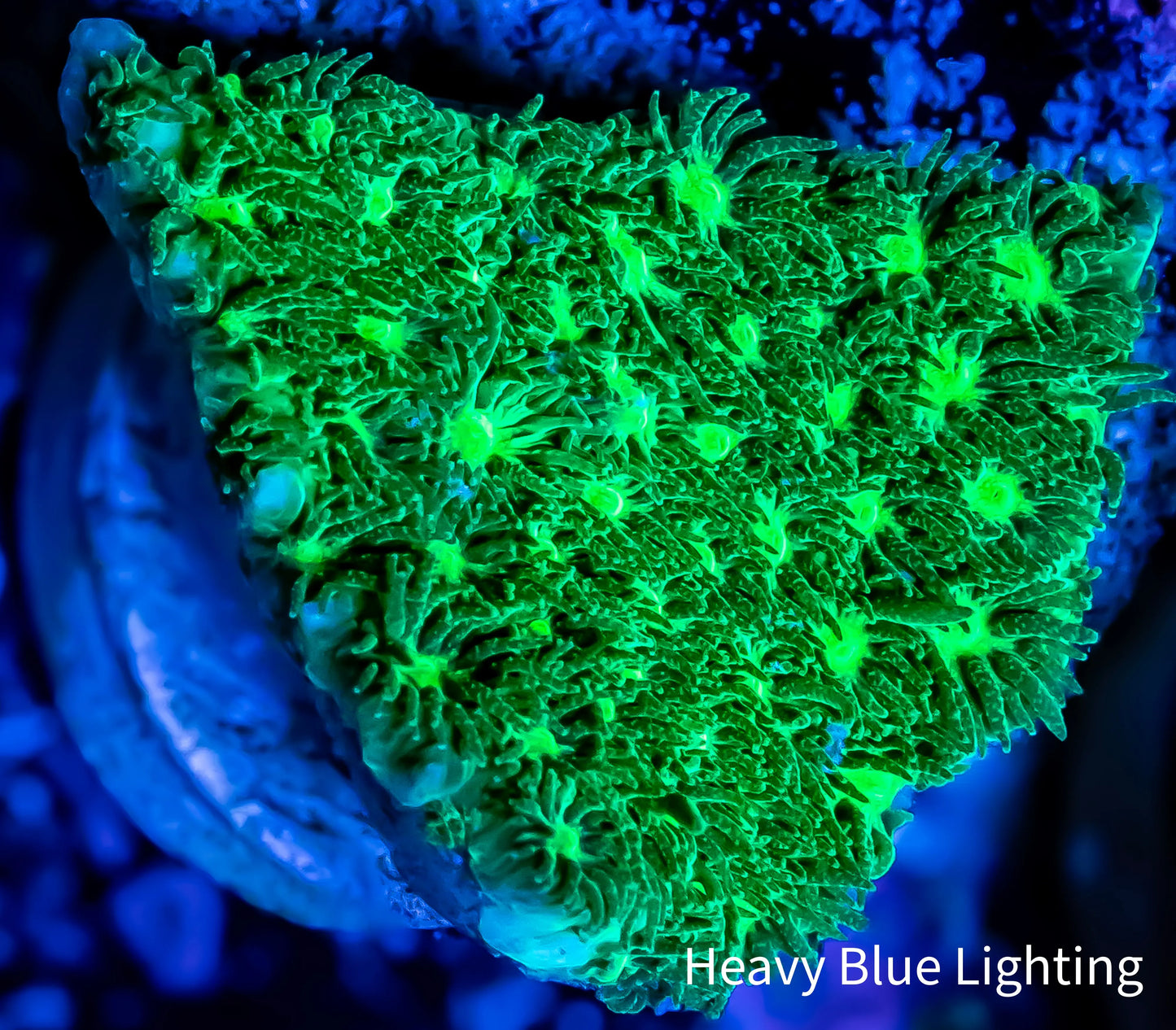 Leptastrea Coral - Nuclear Green Lepto Frag Leptastrea Coral - Nuclear Green Lepto Frag Home & Garden Leptastrea Coral - Nuclear Green Lepto Frag Zeo Box Reef