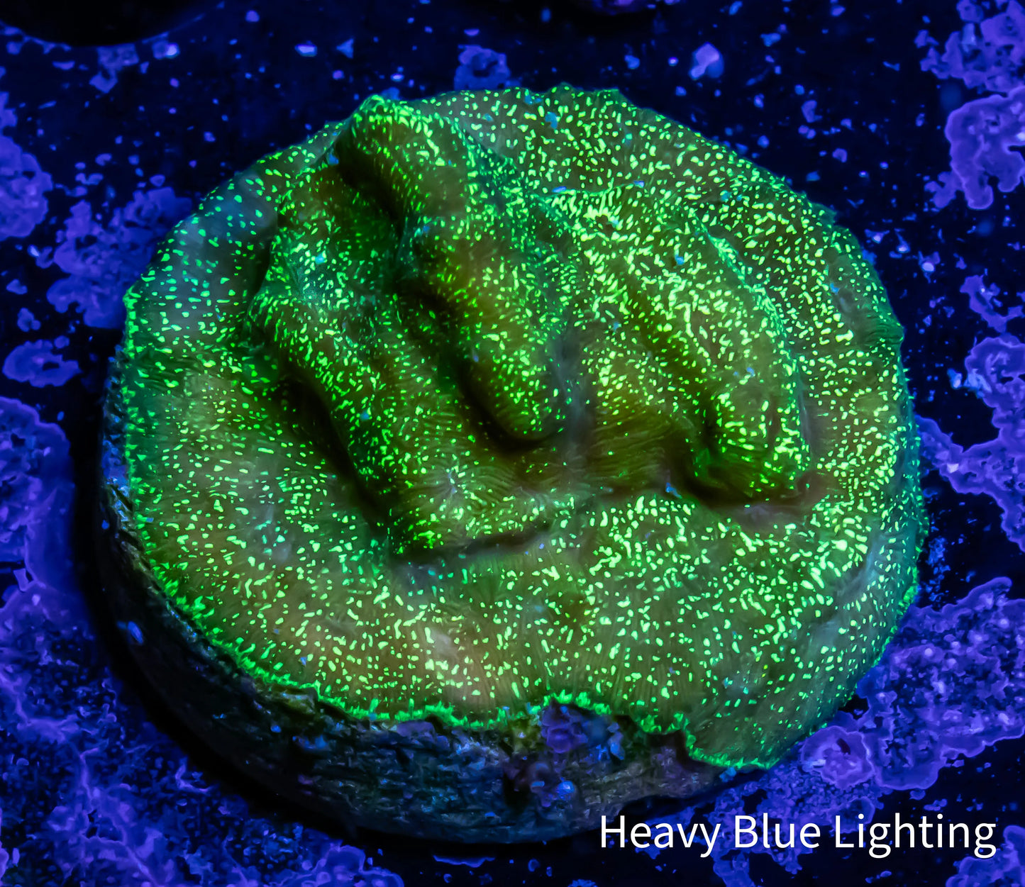 Leptoseris Coral - Green Glitter Lepto Frag Leptoseris Coral - Green Glitter Lepto Frag Pet Supplies Leptoseris Coral - Green Glitter Lepto Frag Zeo Box Reef