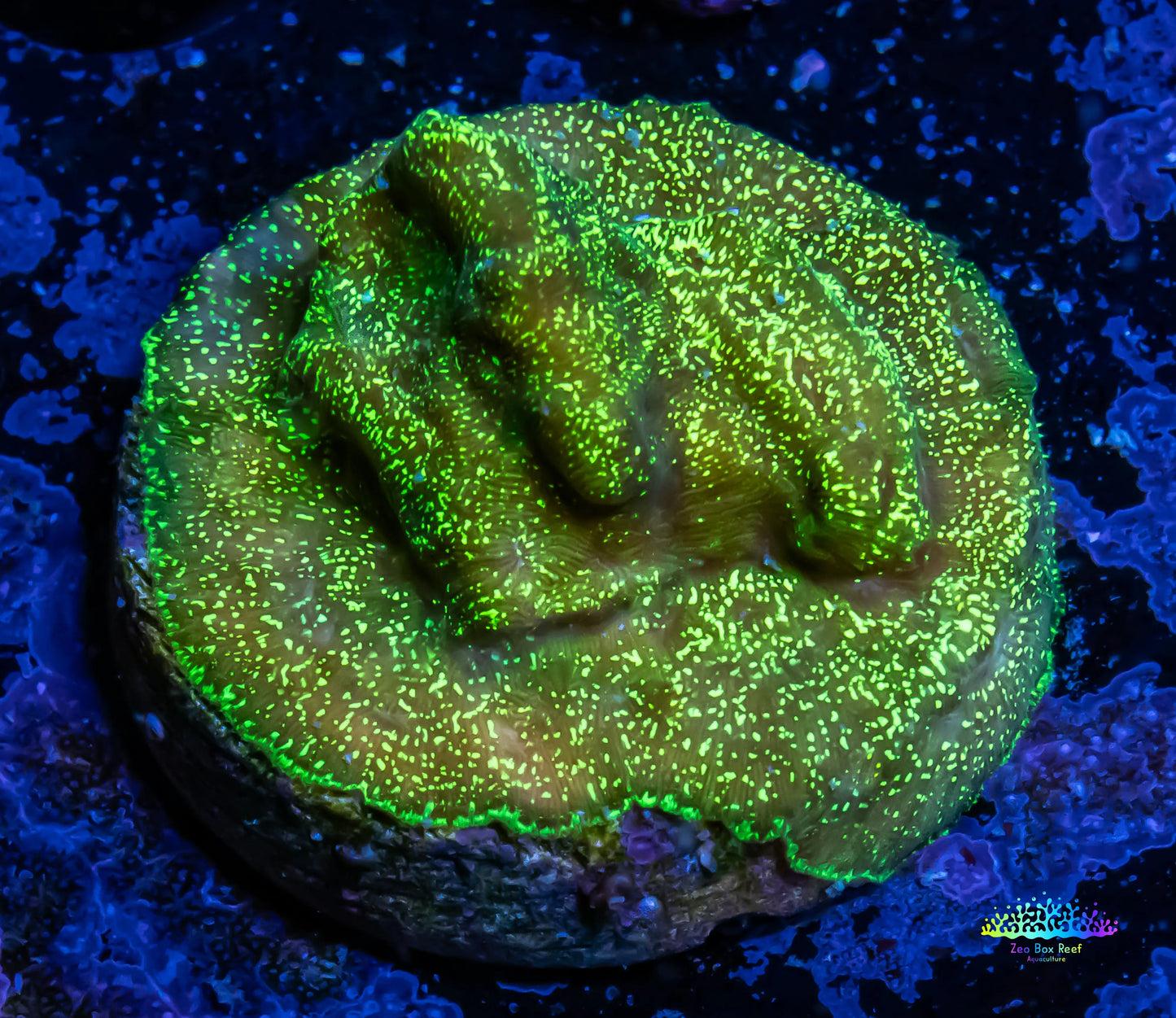 Leptoseris Coral - Green Glitter Lepto Frag Leptoseris Coral - Green Glitter Lepto Frag Pet Supplies Leptoseris Coral - Green Glitter Lepto Frag Zeo Box Reef
