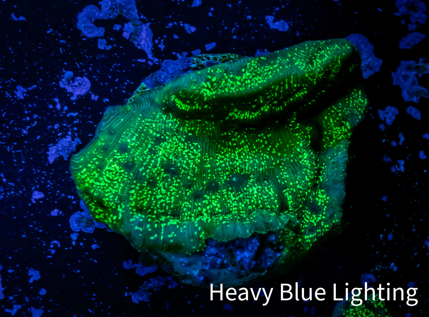 Leptoseris Coral - Green Glitter Lepto Frag Leptoseris Coral - Green Glitter Lepto Frag Pet Supplies Leptoseris Coral - Green Glitter Lepto Frag Zeo Box Reef