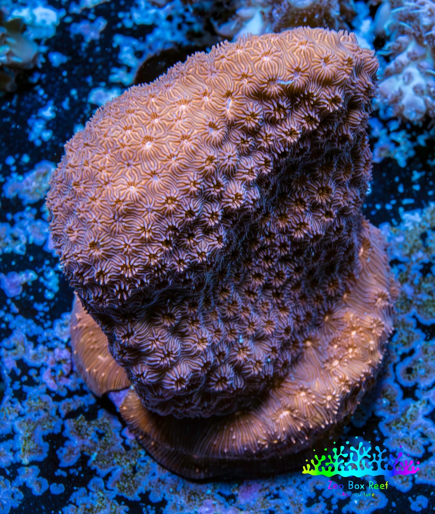 Leptoseris Coral - WYSIWYG 4cm Leptoseris Coral - WYSIWYG 4cm Pet Supplies Leptoseris Coral - WYSIWYG 4cm Zeo Box Reef