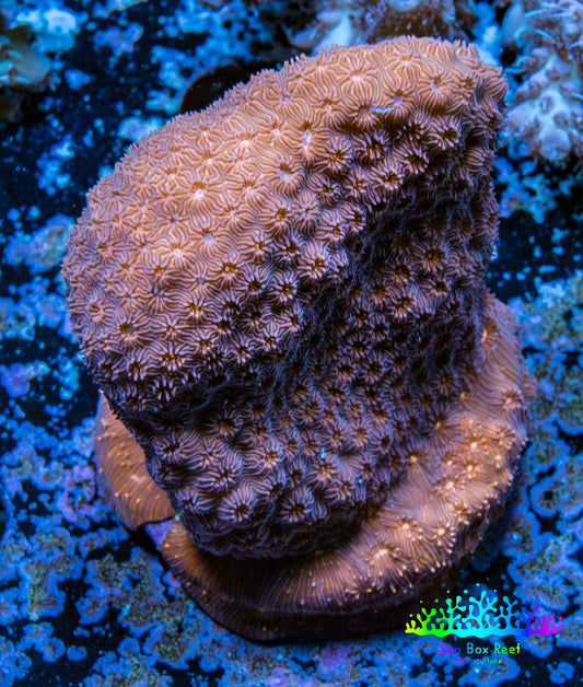Leptoseris Coral -  WYSIWYG 4cm Leptoseris Coral -  WYSIWYG 4cm Pet Supplies Leptoseris Coral -  WYSIWYG 4cm Zeo Box Reef