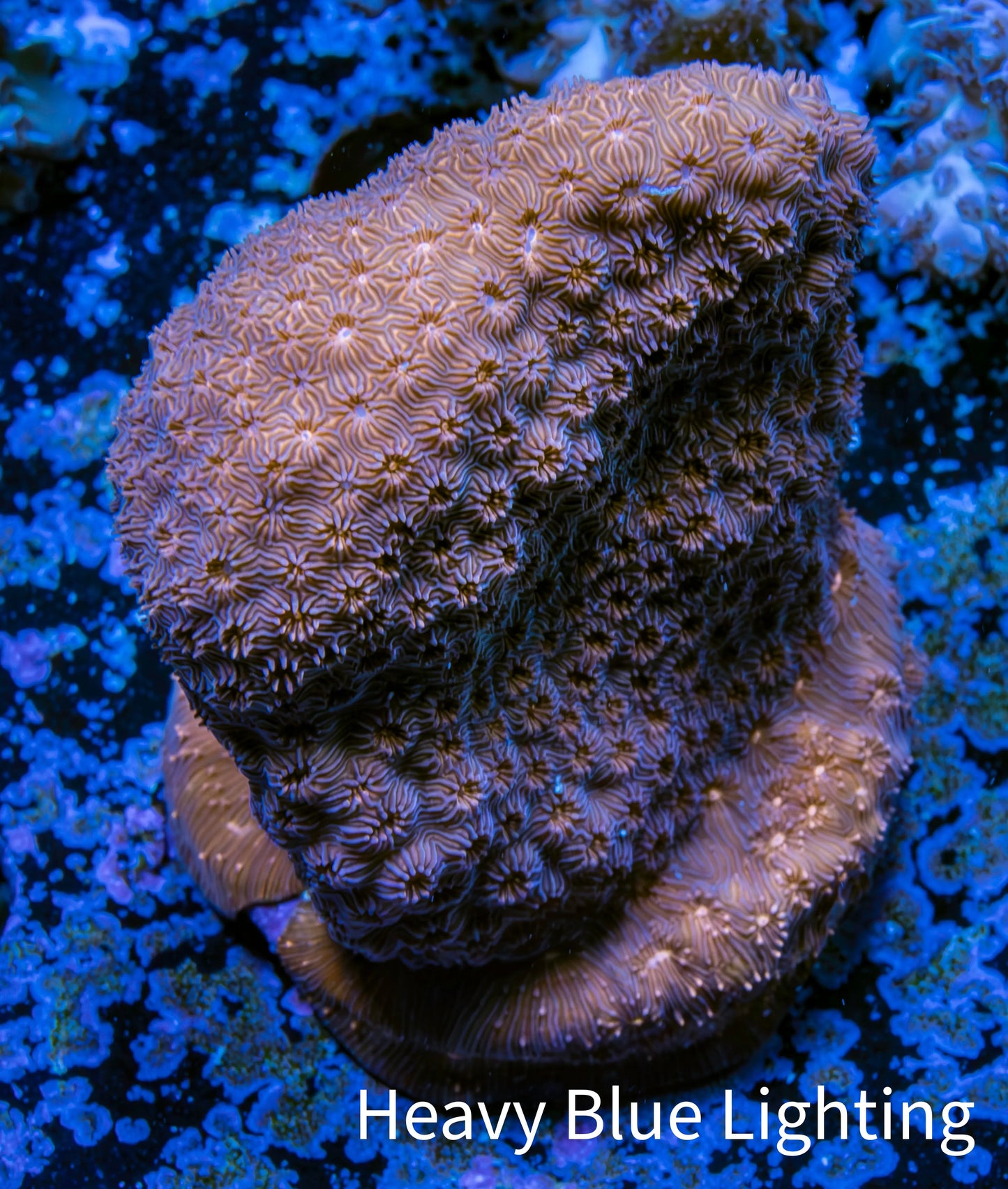 Leptoseris Coral - WYSIWYG 4cm Leptoseris Coral - WYSIWYG 4cm Pet Supplies Leptoseris Coral - WYSIWYG 4cm Zeo Box Reef