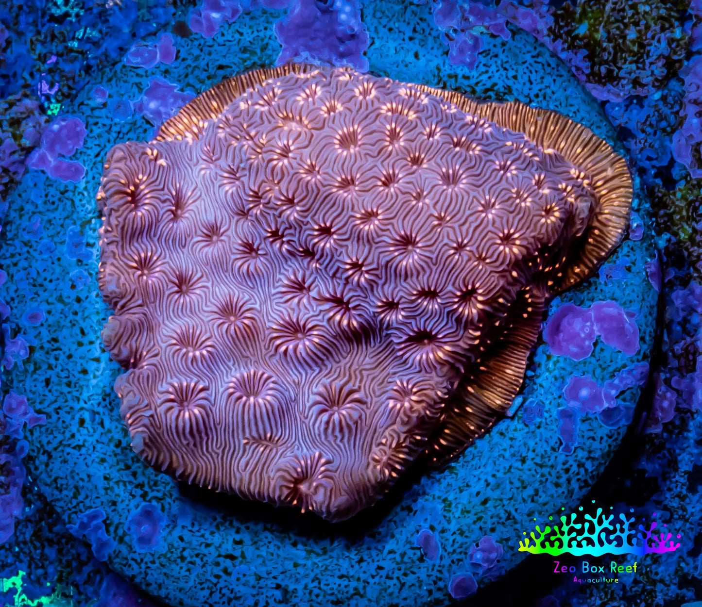Leptoseris Coral - WYSIWYG Lepto Frag Leptoseris Coral - WYSIWYG Lepto Frag Pet Supplies Leptoseris Coral - WYSIWYG Lepto Frag Zeo Box Reef