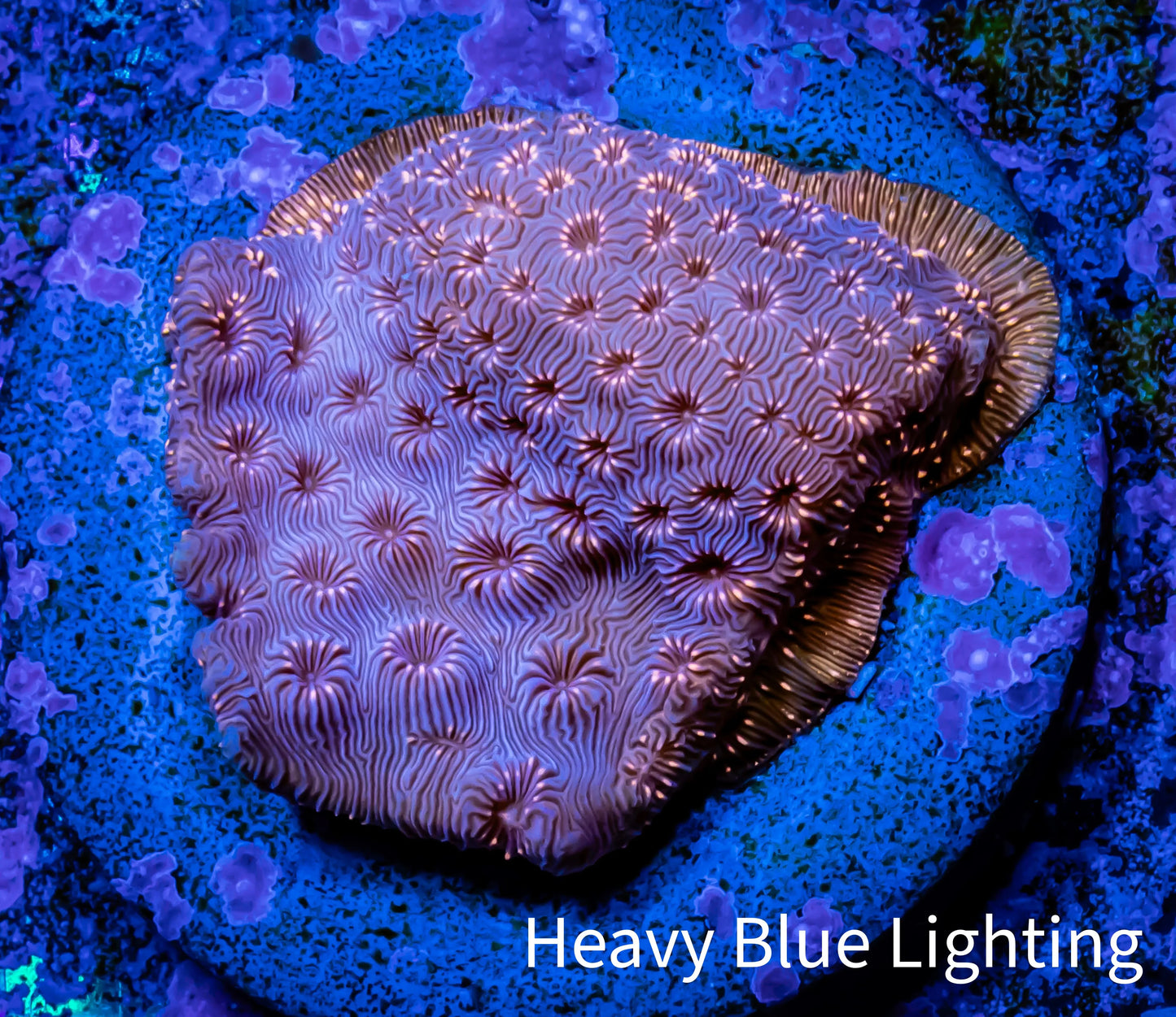 Leptoseris Coral - WYSIWYG Lepto Frag Leptoseris Coral - WYSIWYG Lepto Frag Pet Supplies Leptoseris Coral - WYSIWYG Lepto Frag Zeo Box Reef