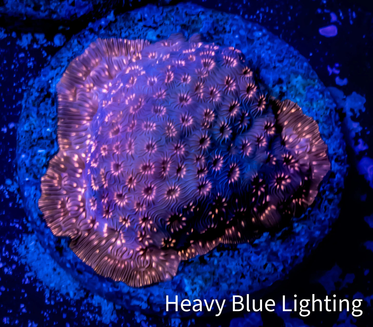 Leptoseris Coral - WYSIWYG Lepto Frag Leptoseris Coral - WYSIWYG Lepto Frag Pet Supplies Leptoseris Coral - WYSIWYG Lepto Frag Zeo Box Reef