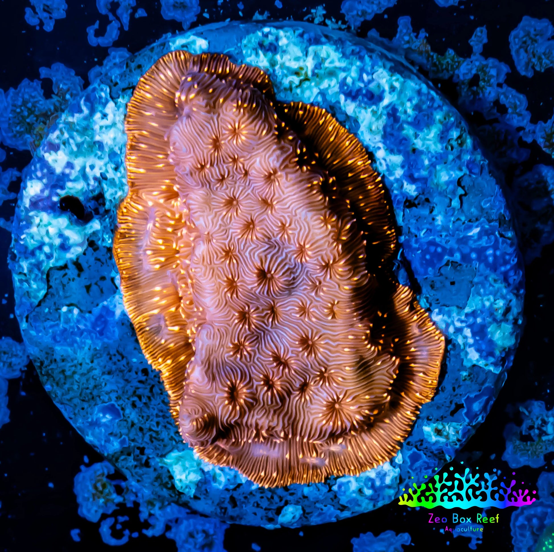 Leptoseris Coral -  WYSIWYG Lepto Frag Leptoseris Coral -  WYSIWYG Lepto Frag Pet Supplies Leptoseris Coral -  WYSIWYG Lepto Frag Zeo Box Reef