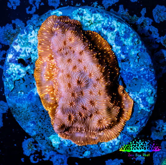 Leptoseris Coral -  WYSIWYG Lepto Frag Leptoseris Coral -  WYSIWYG Lepto Frag Pet Supplies Leptoseris Coral -  WYSIWYG Lepto Frag Zeo Box Reef