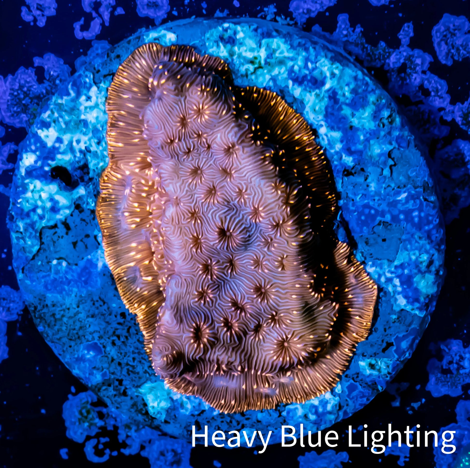 Leptoseris Coral -  WYSIWYG Lepto Frag Leptoseris Coral -  WYSIWYG Lepto Frag Pet Supplies Leptoseris Coral -  WYSIWYG Lepto Frag Zeo Box Reef