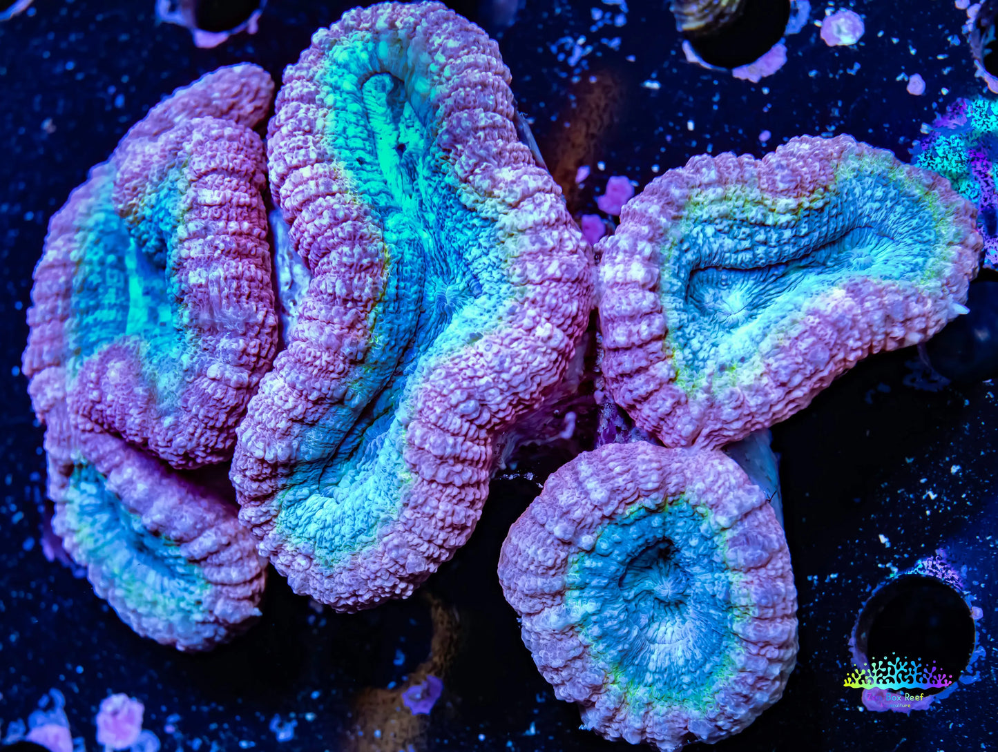 Lobophyllia - Lobo Coral WYSIWYG 12cm Lobophyllia - Lobo Coral WYSIWYG 12cm LPS Lobophyllia - Lobo Coral WYSIWYG 12cm Zeo Box Reef
