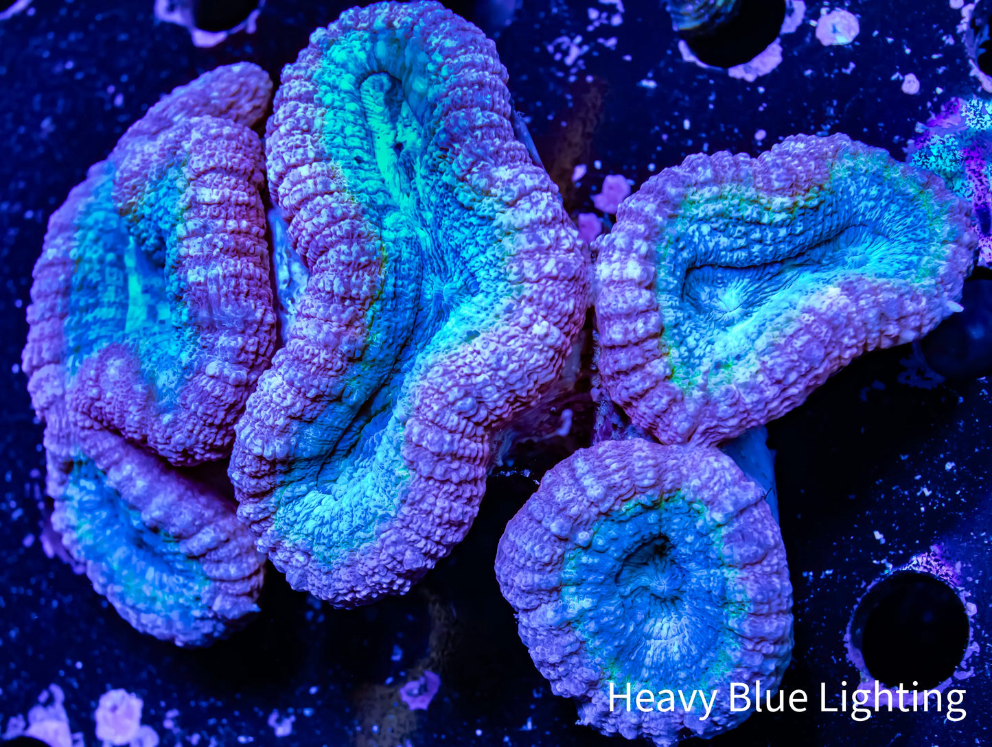 Lobophyllia - Lobo Coral WYSIWYG 12cm Lobophyllia - Lobo Coral WYSIWYG 12cm LPS Lobophyllia - Lobo Coral WYSIWYG 12cm Zeo Box Reef