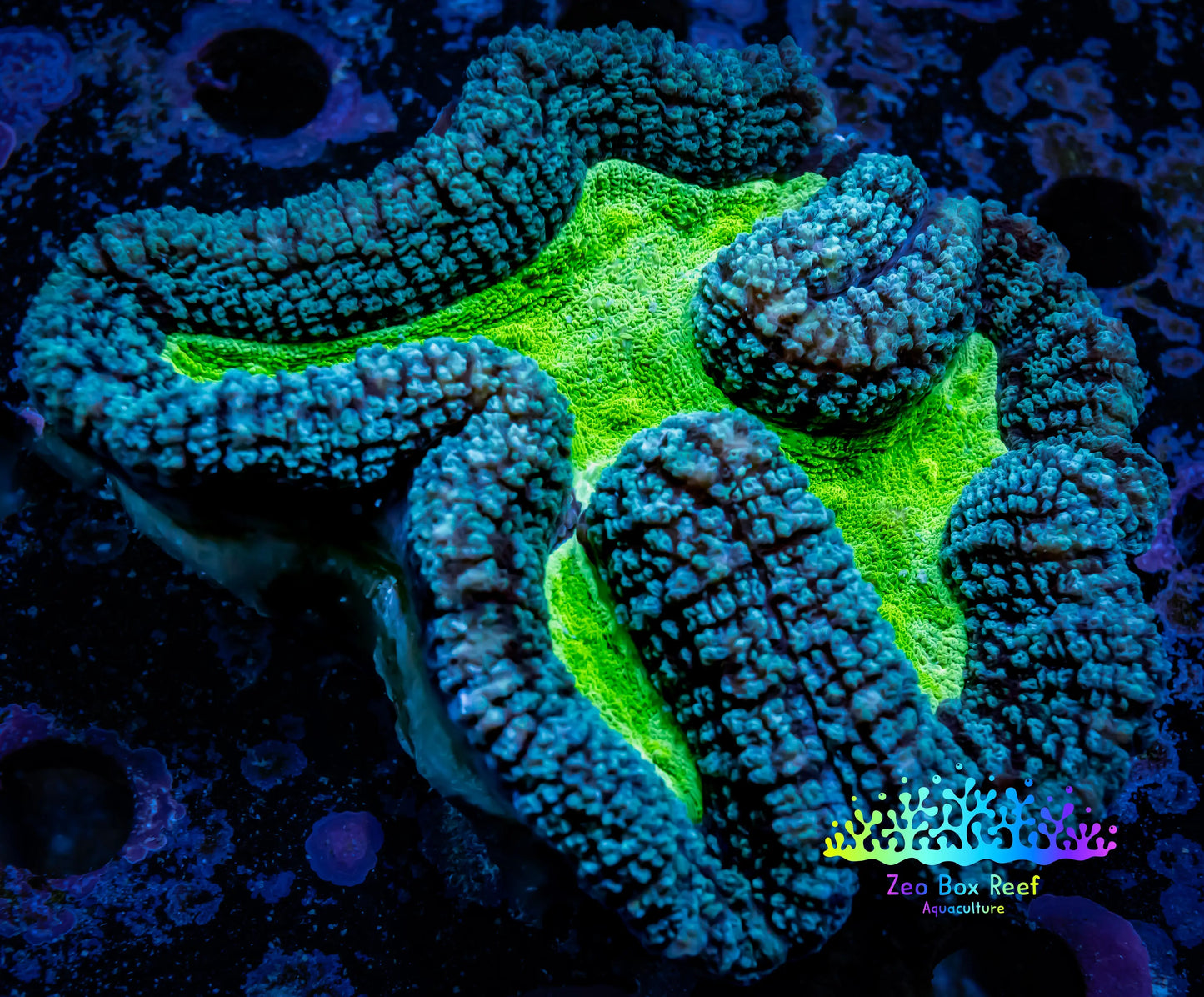 Lobophyllia - Lobo Coral WYSIWYG - 12cm Lobophyllia - Lobo Coral WYSIWYG - 12cm LPS Lobophyllia - Lobo Coral WYSIWYG - 12cm Zeo Box Reef