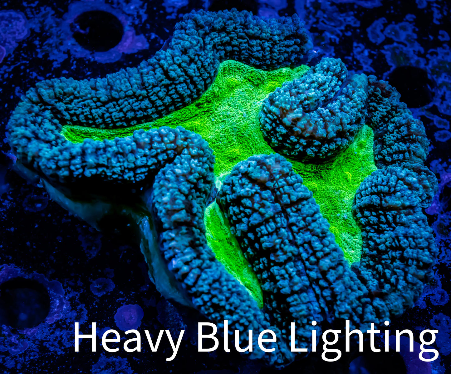 Lobophyllia - Lobo Coral WYSIWYG - 12cm Lobophyllia - Lobo Coral WYSIWYG - 12cm LPS Lobophyllia - Lobo Coral WYSIWYG - 12cm Zeo Box Reef
