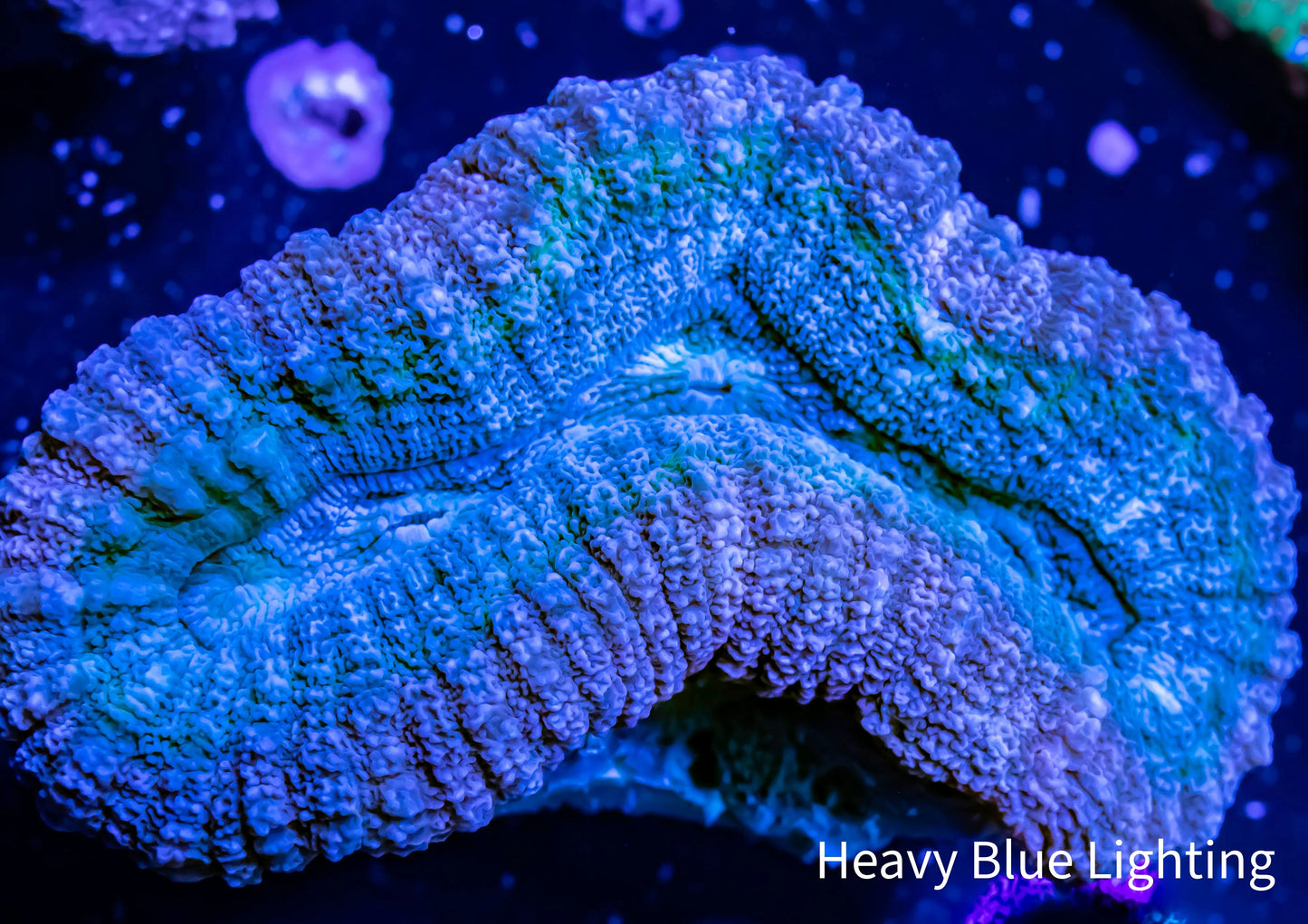 Lobophyllia - Lobo Coral WYSIWYG 5cm Lobophyllia - Lobo Coral WYSIWYG 5cm LPS Lobophyllia - Lobo Coral WYSIWYG 5cm Zeo Box Reef