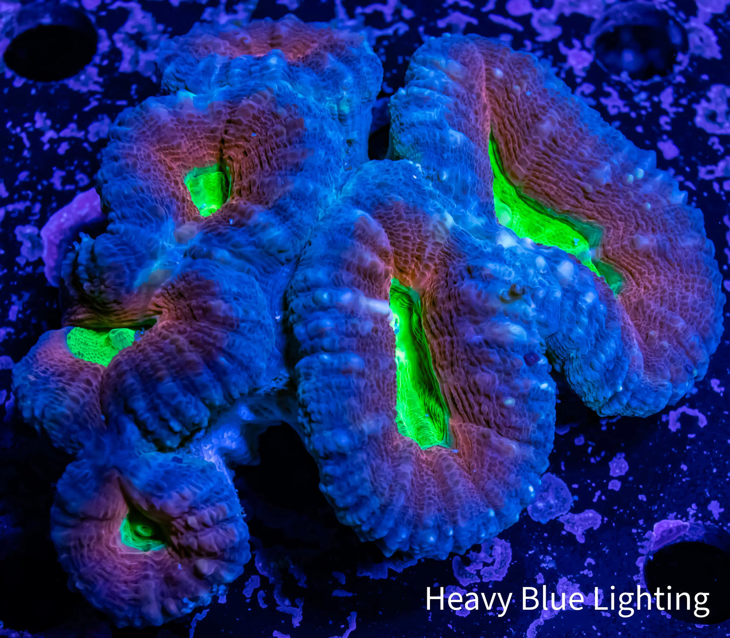 Lobophyllia - Lobo Coral WYSIWYG 8cm Lobophyllia - Lobo Coral WYSIWYG 8cm LPS Lobophyllia - Lobo Coral WYSIWYG 8cm Zeo Box Reef