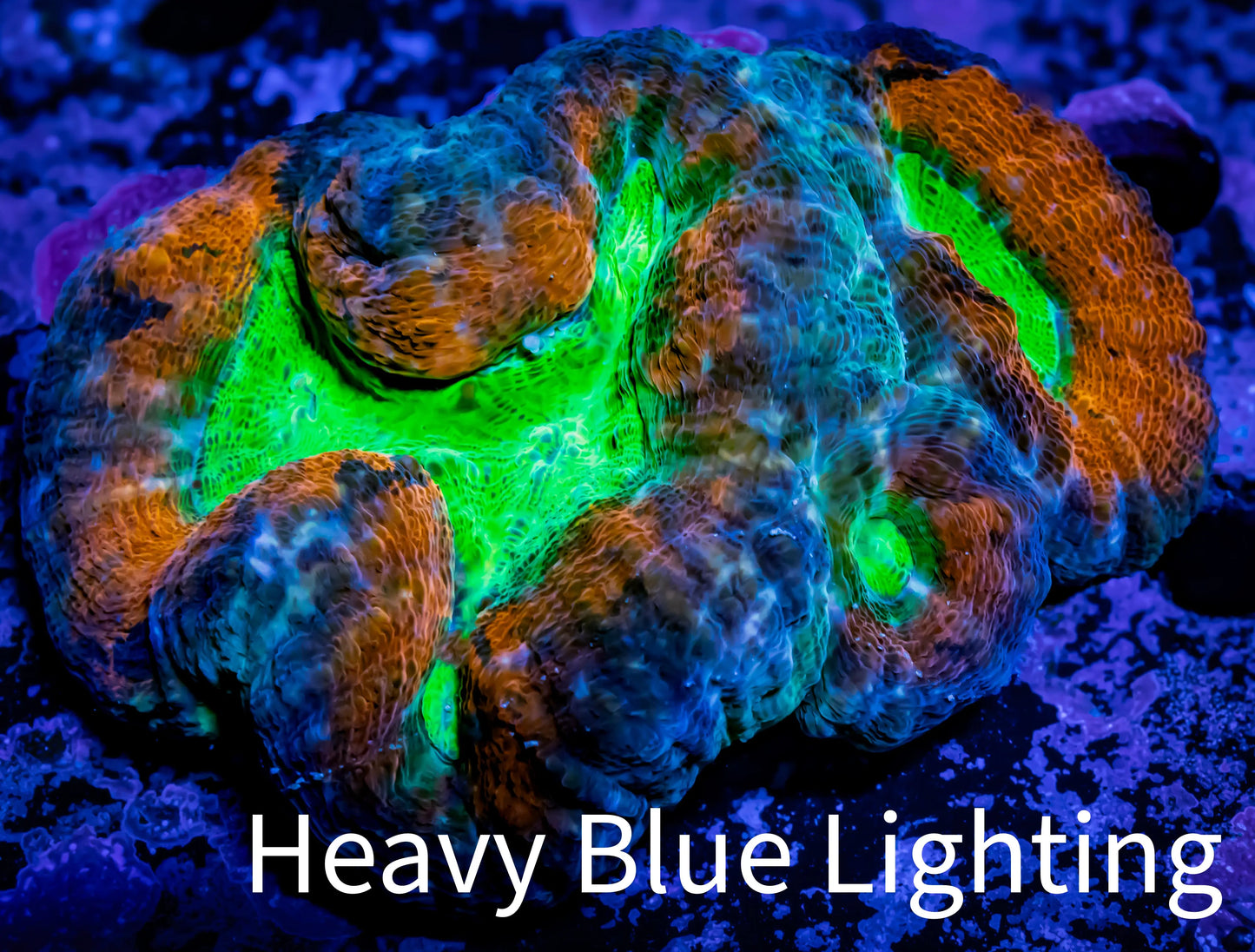 Lobophyllia - Lobo Coral WYSIWYG - 8cm Lobophyllia - Lobo Coral WYSIWYG - 8cm LPS Lobophyllia - Lobo Coral WYSIWYG - 8cm Zeo Box Reef