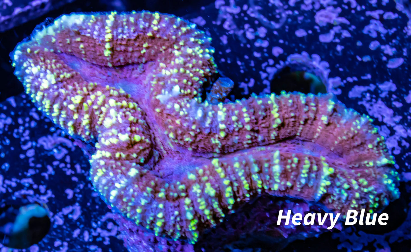 Lobophyllia Pachysepta - Lobo Coral WYSIWYG 5cm Lobophyllia Pachysepta - Lobo Coral WYSIWYG 5cm LPS Lobophyllia Pachysepta - Lobo Coral WYSIWYG 5cm Zeo Box Reef