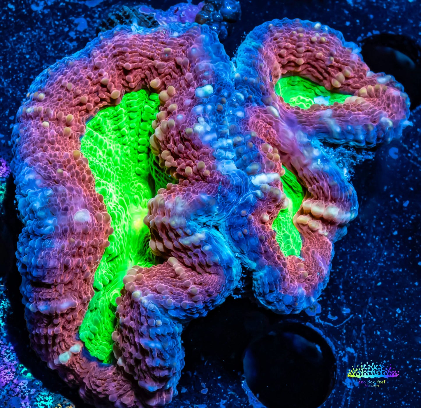 Lobophyllia Pachysepta - Lobo Coral WYSIWYG 6cm Lobophyllia Pachysepta - Lobo Coral WYSIWYG 6cm LPS Lobophyllia Pachysepta - Lobo Coral WYSIWYG 6cm Zeo Box Reef