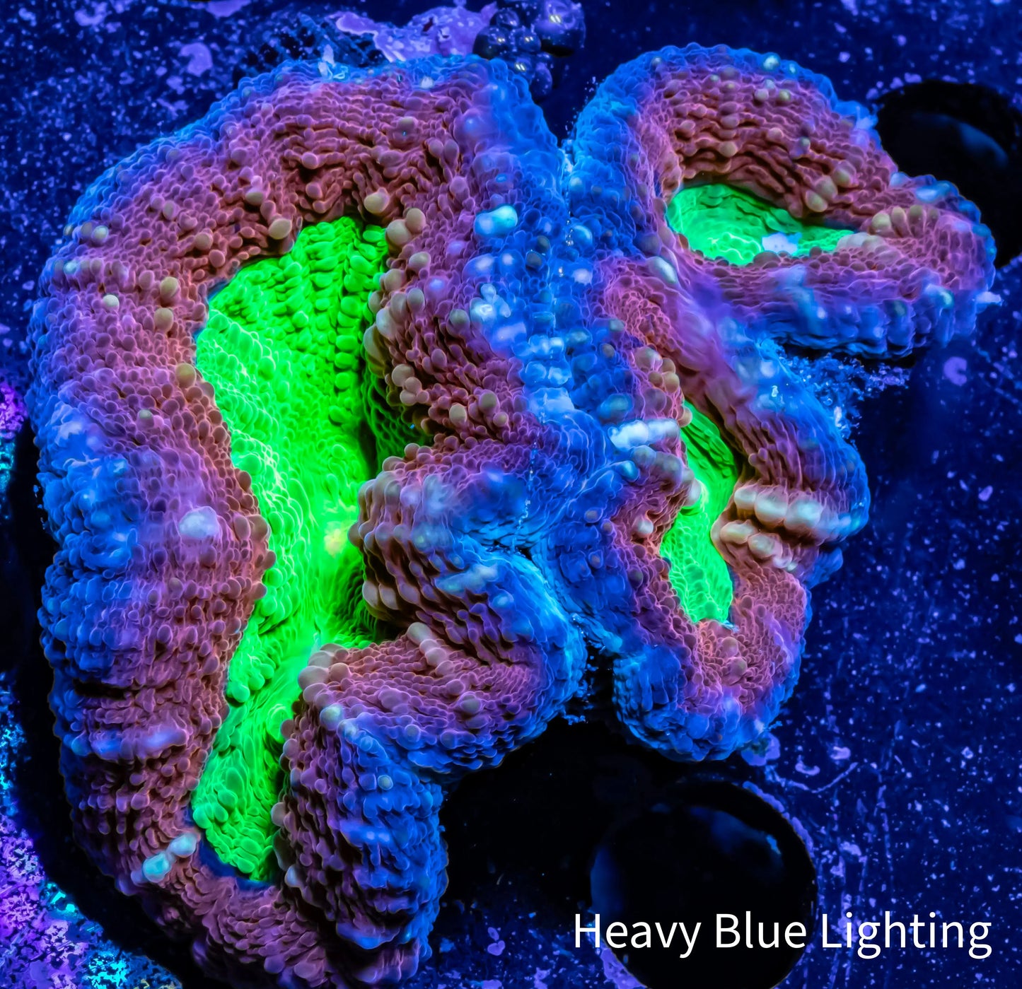 Lobophyllia Pachysepta - Lobo Coral WYSIWYG 6cm Lobophyllia Pachysepta - Lobo Coral WYSIWYG 6cm LPS Lobophyllia Pachysepta - Lobo Coral WYSIWYG 6cm Zeo Box Reef