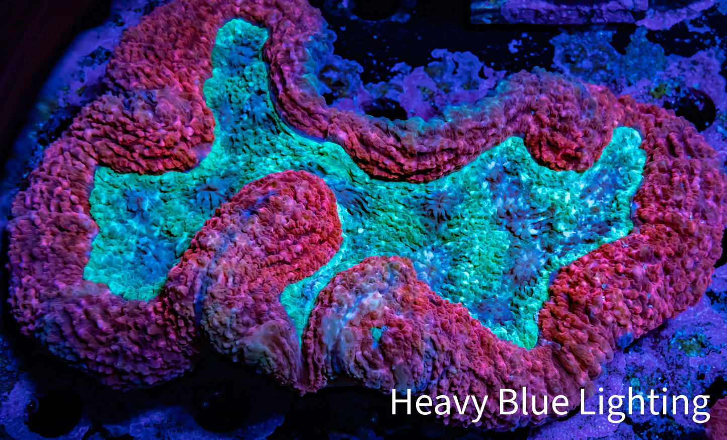 Lobophyllia -Ultra Lobo Coral WYSIWYG - 10cm Lobophyllia -Ultra Lobo Coral WYSIWYG - 10cm LPS Lobophyllia -Ultra Lobo Coral WYSIWYG - 10cm Zeo Box Reef