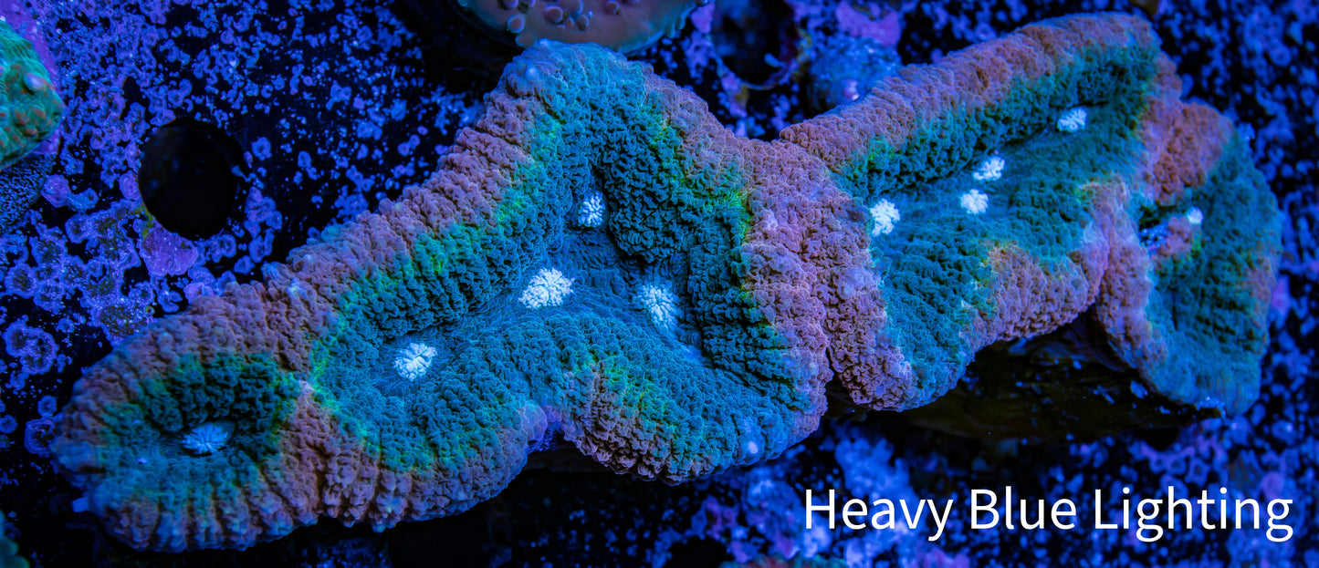 Lobophyllia -Ultra Lobo Coral WYSIWYG - 10cm Lobophyllia -Ultra Lobo Coral WYSIWYG - 10cm LPS Lobophyllia -Ultra Lobo Coral WYSIWYG - 10cm Zeo Box Reef