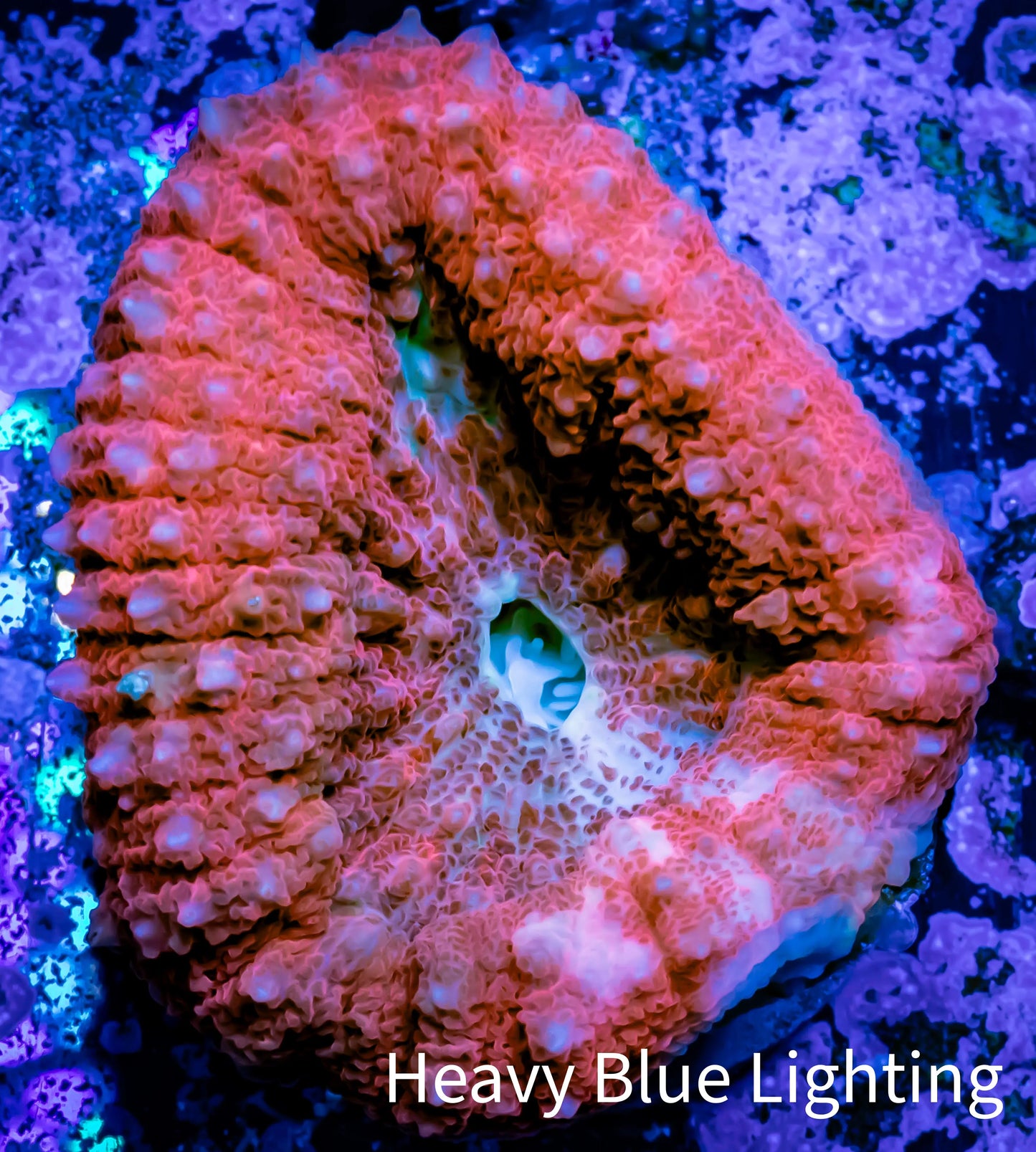 Lobophyllia -Ultra Lobo Coral WYSIWYG - 4cm Lobophyllia -Ultra Lobo Coral WYSIWYG - 4cm LPS Lobophyllia -Ultra Lobo Coral WYSIWYG - 4cm Zeo Box Reef