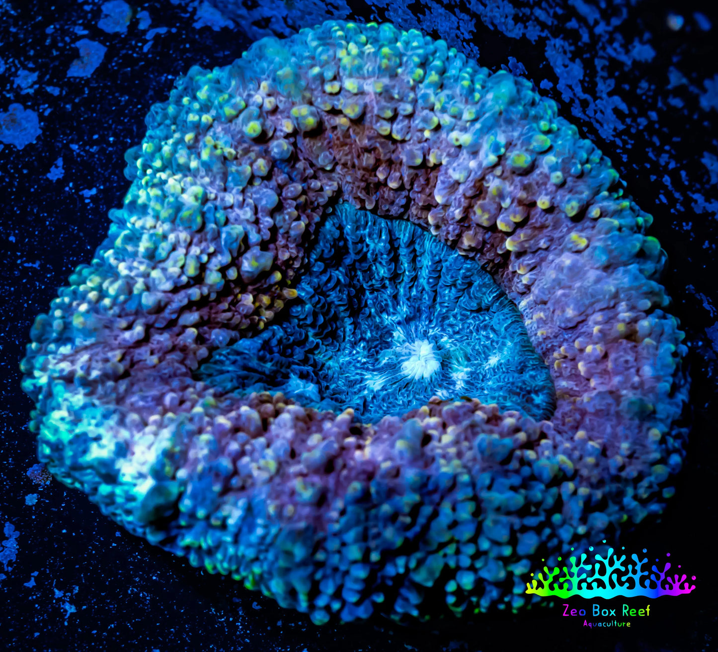 Lobophyllia -Ultra Lobo Coral WYSIWYG - 6cm Lobophyllia -Ultra Lobo Coral WYSIWYG - 6cm LPS Lobophyllia -Ultra Lobo Coral WYSIWYG - 6cm Zeo Box Reef