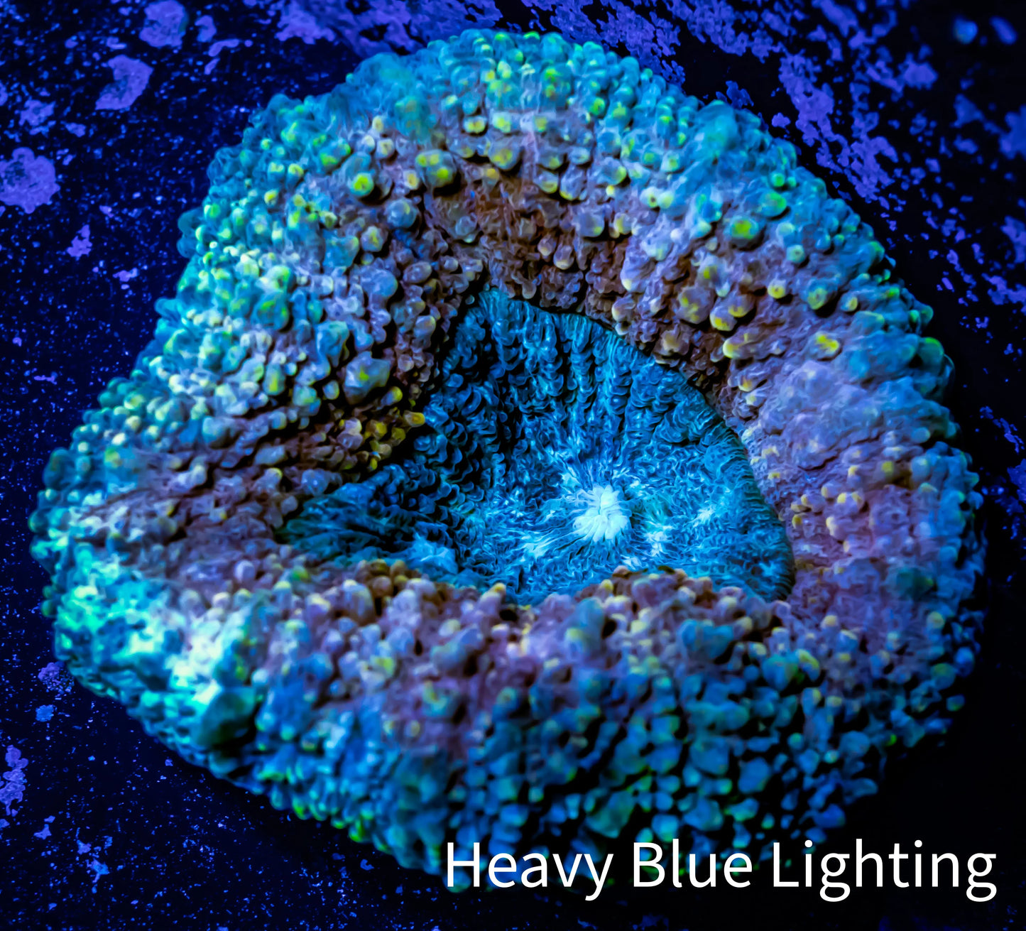 Lobophyllia -Ultra Lobo Coral WYSIWYG - 6cm Lobophyllia -Ultra Lobo Coral WYSIWYG - 6cm LPS Lobophyllia -Ultra Lobo Coral WYSIWYG - 6cm Zeo Box Reef
