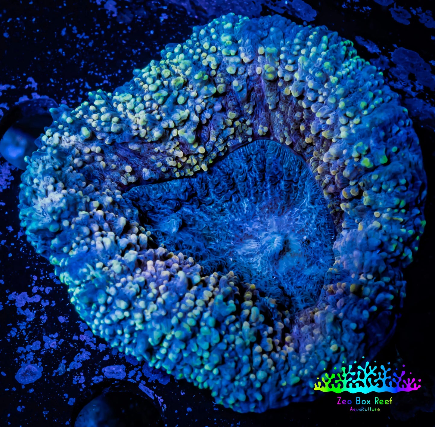 Lobophyllia -Ultra Lobo Coral WYSIWYG - 6cm Lobophyllia -Ultra Lobo Coral WYSIWYG - 6cm LPS Lobophyllia -Ultra Lobo Coral WYSIWYG - 6cm Zeo Box Reef