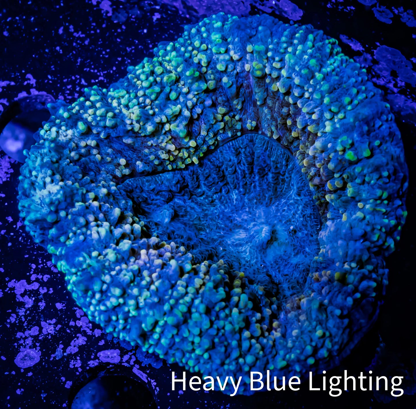 Lobophyllia -Ultra Lobo Coral WYSIWYG - 6cm Lobophyllia -Ultra Lobo Coral WYSIWYG - 6cm LPS Lobophyllia -Ultra Lobo Coral WYSIWYG - 6cm Zeo Box Reef